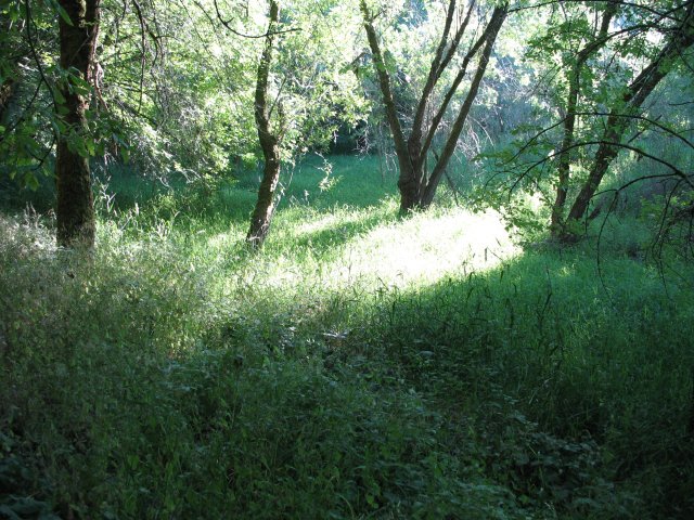 7.27.06 Oaks Bottom 013 